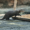 カワウソ走る！(4)