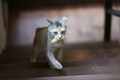 駆け上る ルフィ (2)