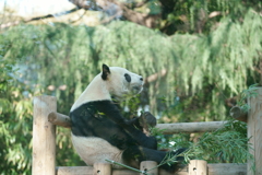 パンダのランチ