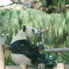 パンダのランチ