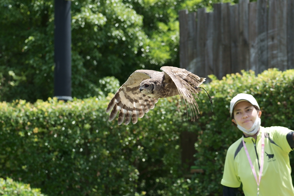 ワシミミズクのオリバー (2)