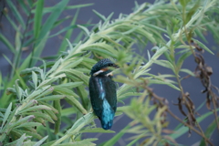 木陰のカワセミ