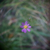 シネマの花