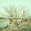 多摩川