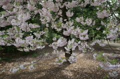 御苑の桜