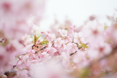 河津桜