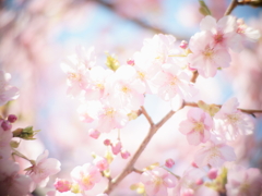 河津桜