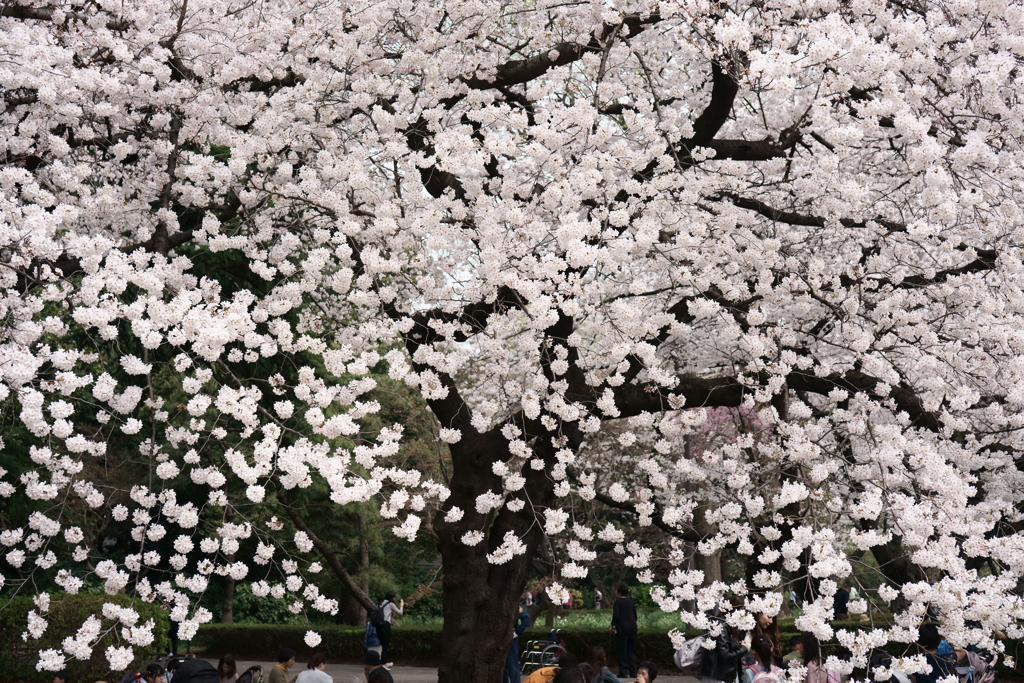 新宿御苑の桜