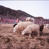 牧場の羊たち