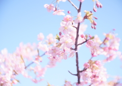 河津桜