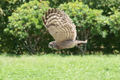 ワシミミズクのオリバー (1)