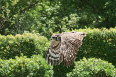 ワシミミズクのオリバー (2)