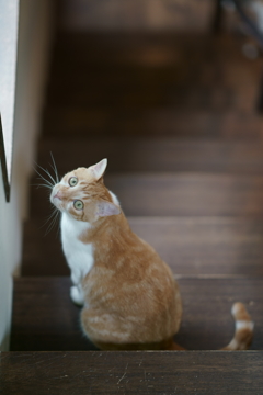 見上げるニャン