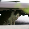車の下にネコ