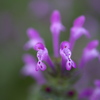 近所の花
