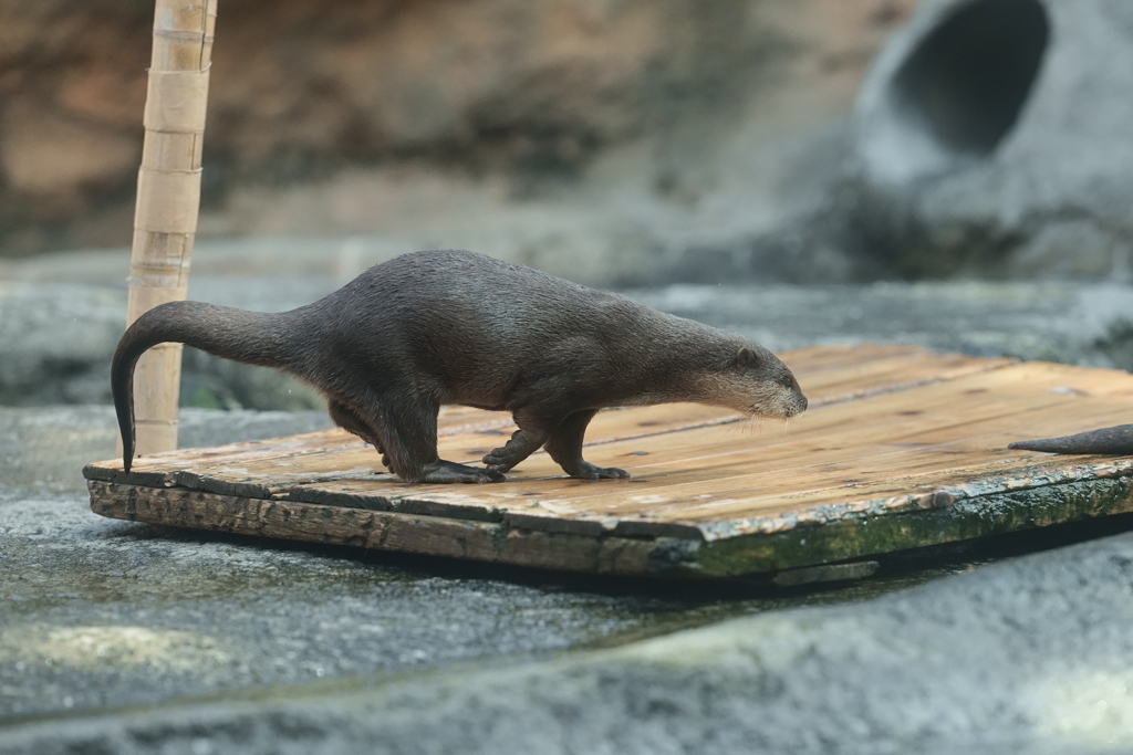 カワウソ走る！(5)
