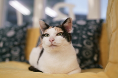 ミチコ