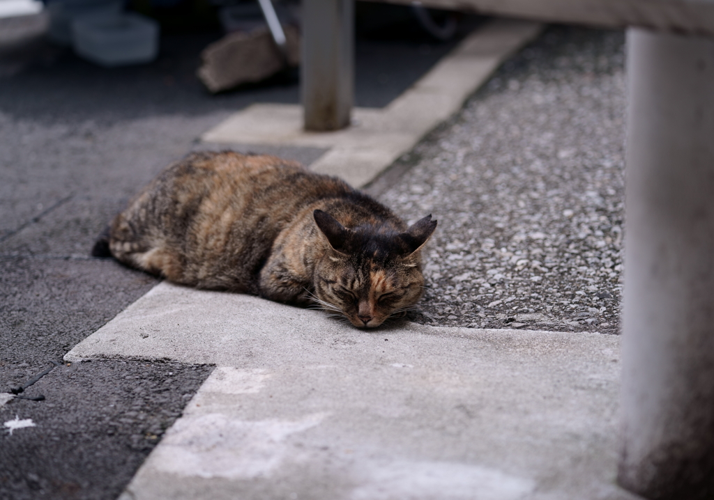 サビ猫
