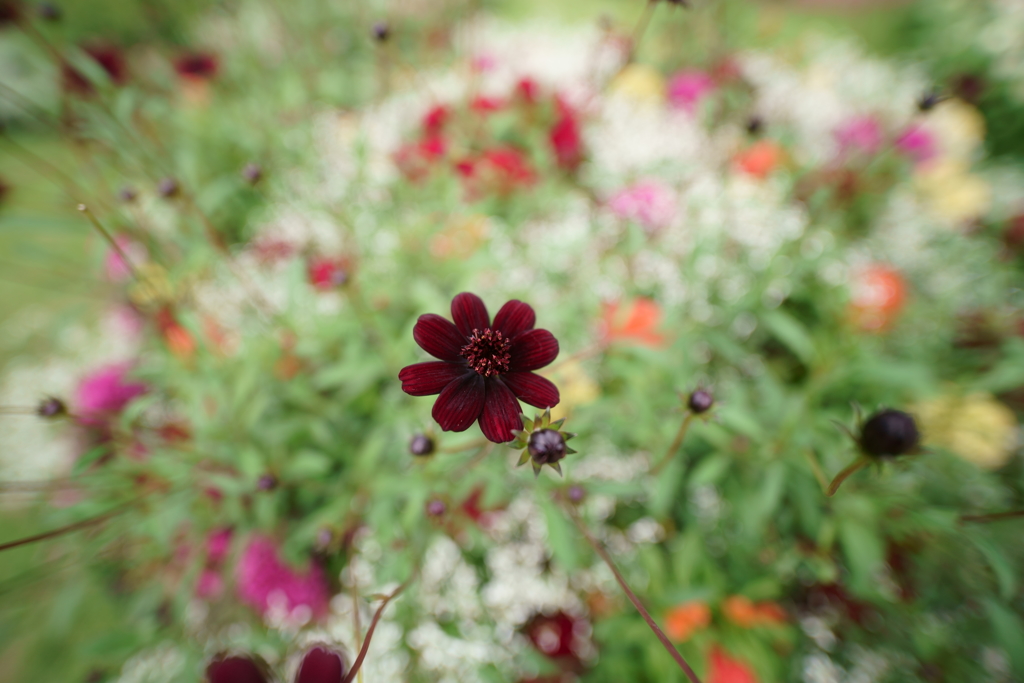里山の花