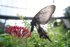 昆虫園の蝶 (2)
