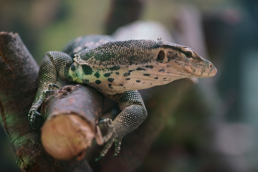 Varanus salvator