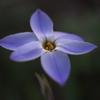 近所の花