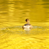黄金の池