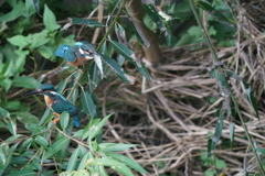 カワセミ給餌 (4)