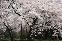 新宿御苑の桜