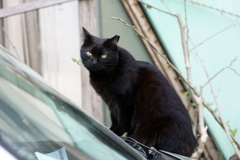 車の上の猫