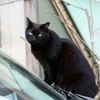 車の上の猫