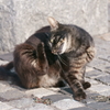 Wild Cat (2)