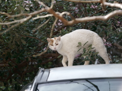 車の上の猫