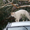 車の上の猫
