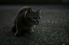 night cat