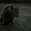 night cat