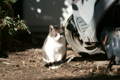 バイクと猫