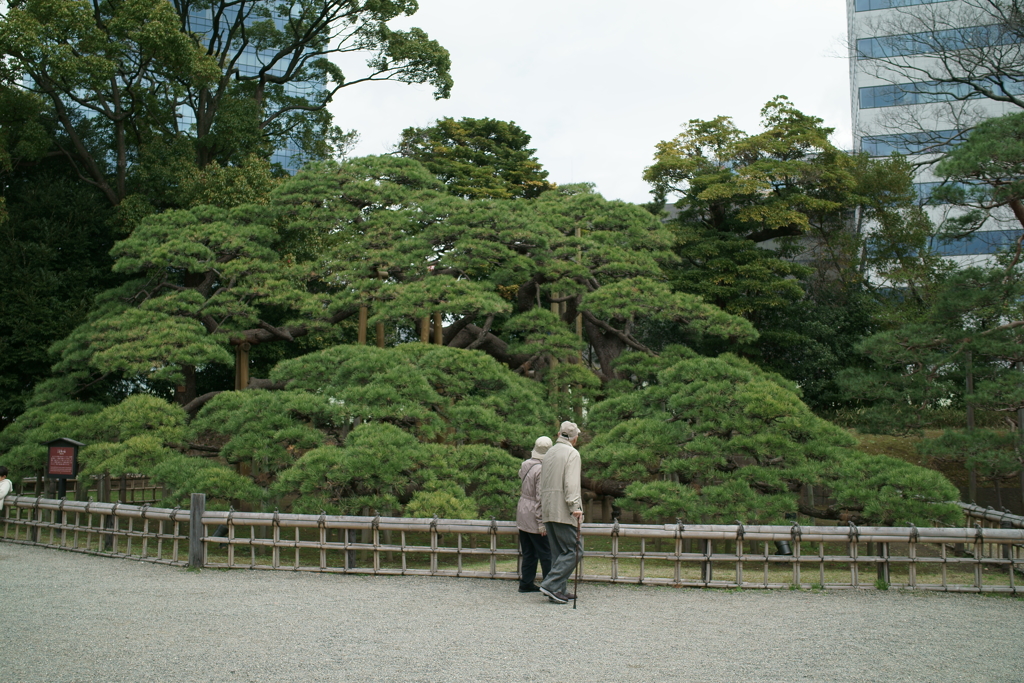 三百年の松