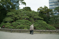 三百年の松