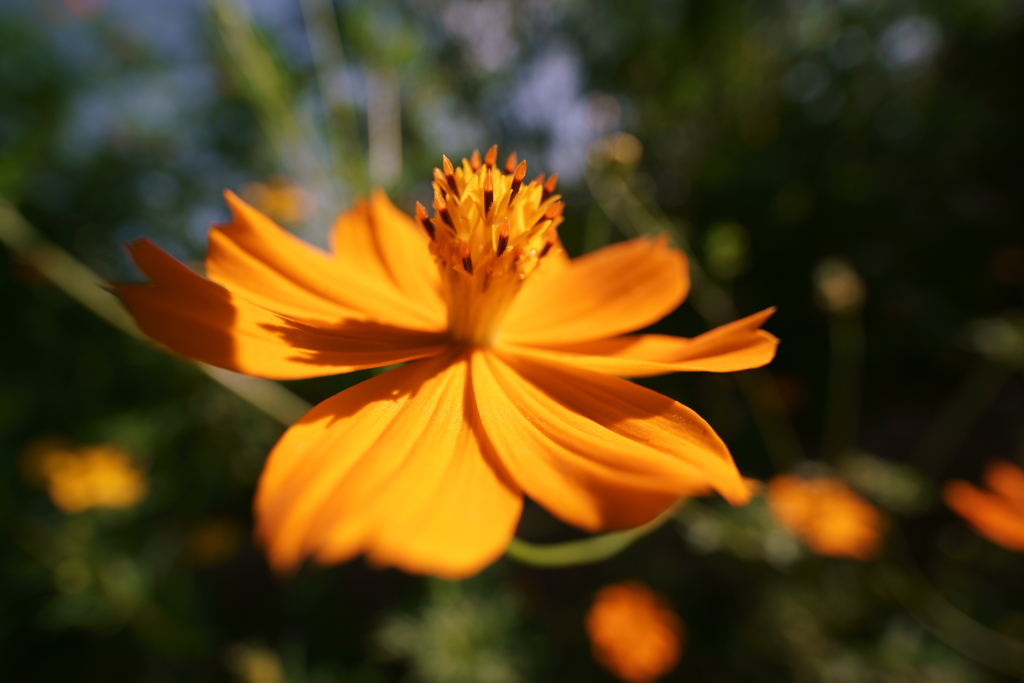 朝撮り花