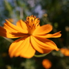 朝撮り花