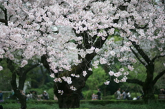 御苑の桜(2)