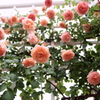 雨の日の薔薇