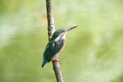 池の上のカワセミ