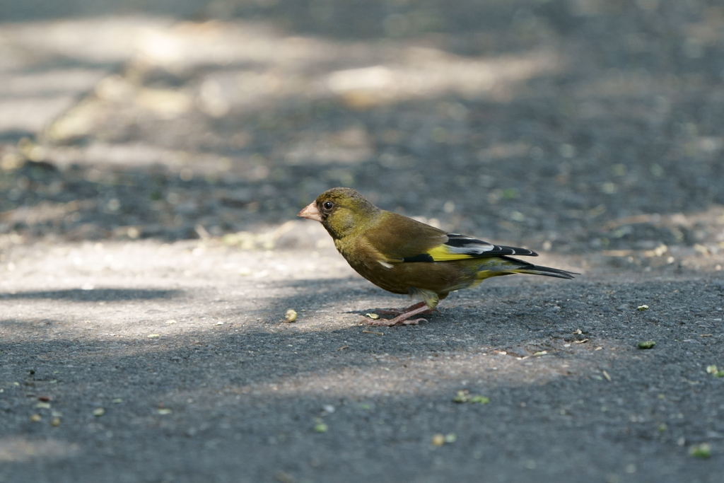 歩道のカワラヒワ