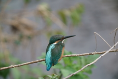 小枝のカワセミ