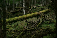苔の森へ