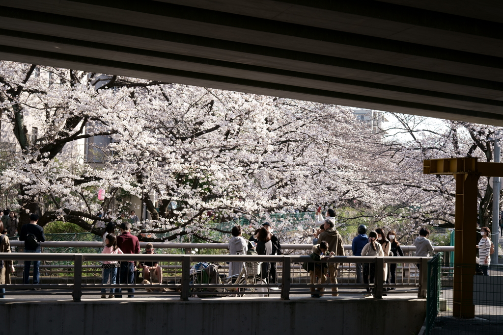 麻生川の桜