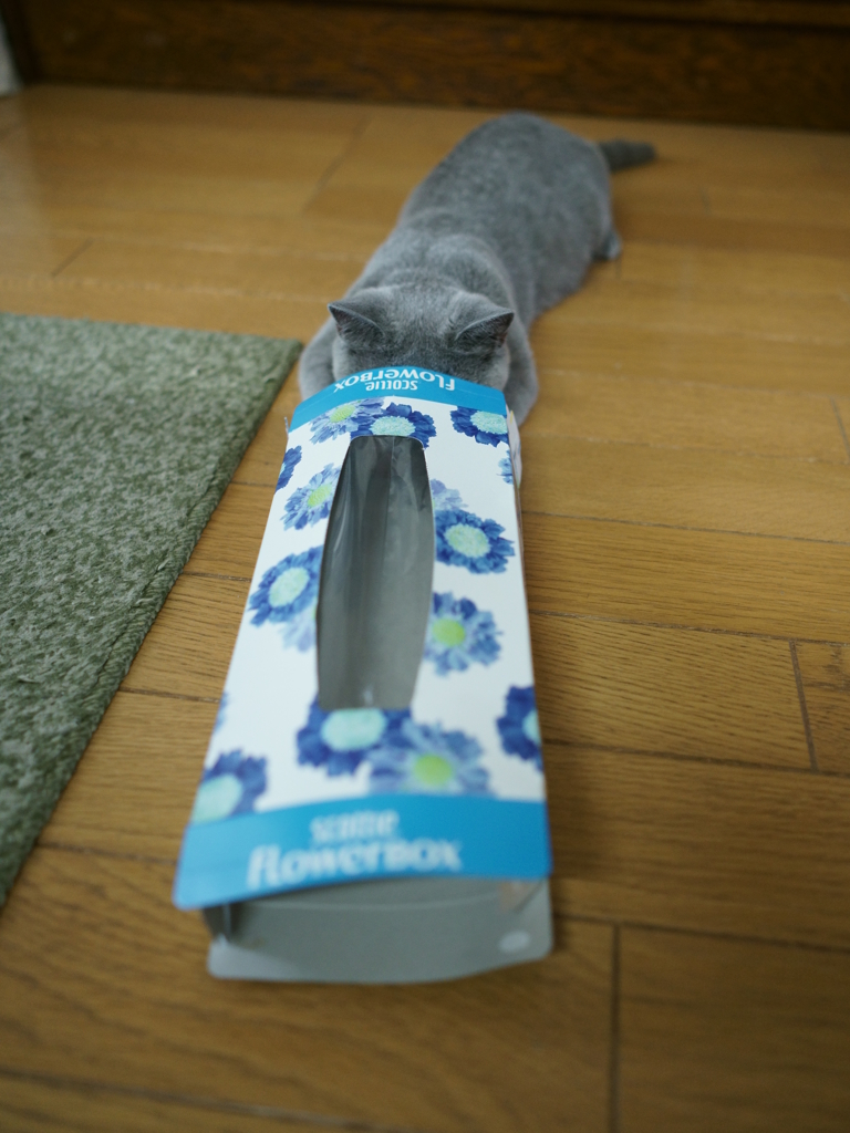 不思議の国のネタバレ