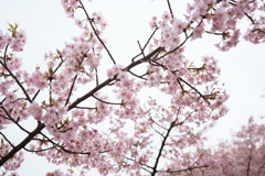 曇り空の河津桜